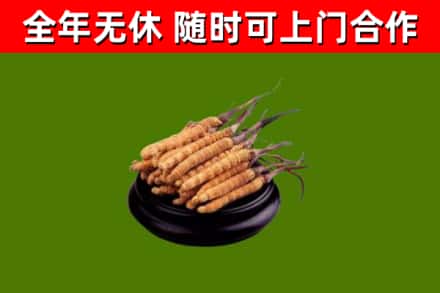 天祝县烟酒回收冬虫夏草.jpg